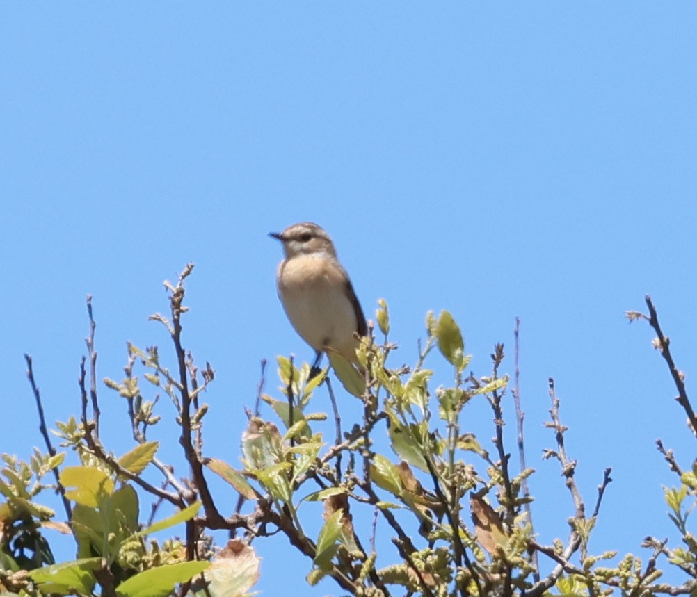 Whinchat - ML618658786