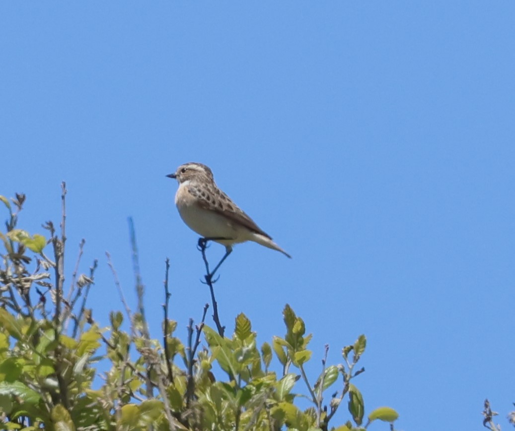 Whinchat - ML618658787