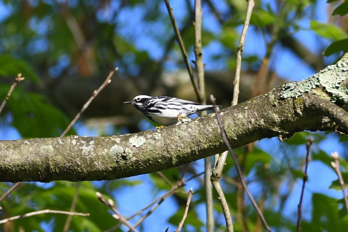 Black-and-white Warbler - ML618658814