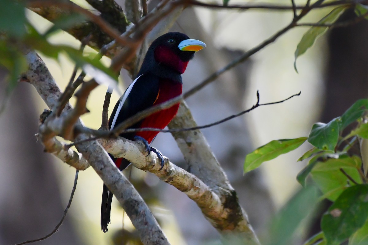 Black-and-red Broadbill (Black-and-red) - ML618658912
