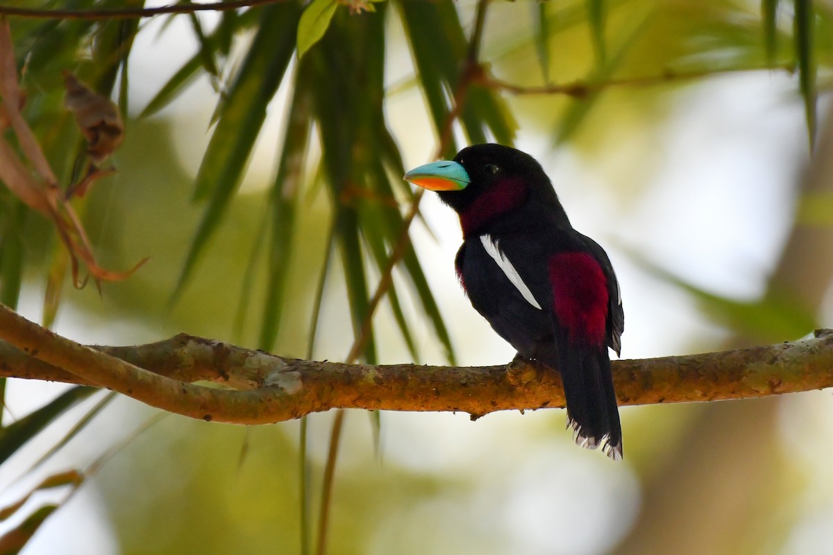 Black-and-red Broadbill (Black-and-red) - ML618658914