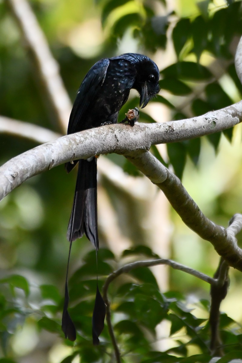 Greater Racket-tailed Drongo - ML618658919