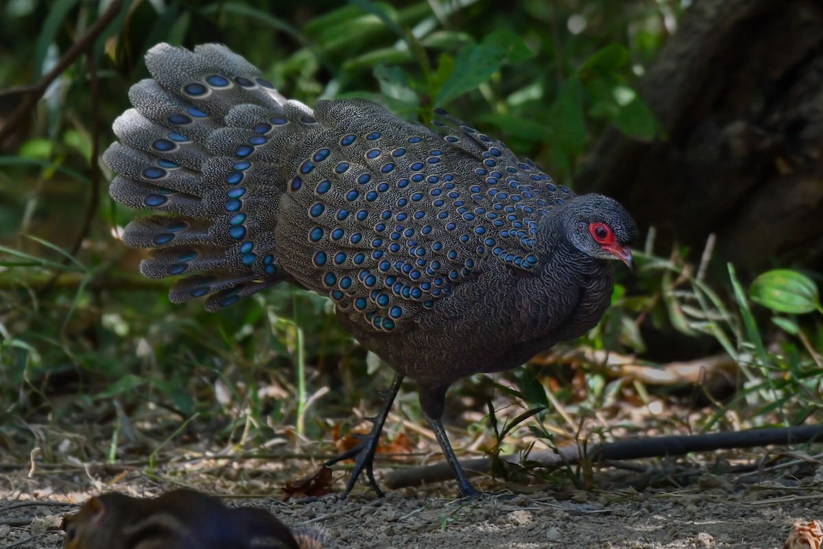 Germain's Peacock-Pheasant - ML618658949