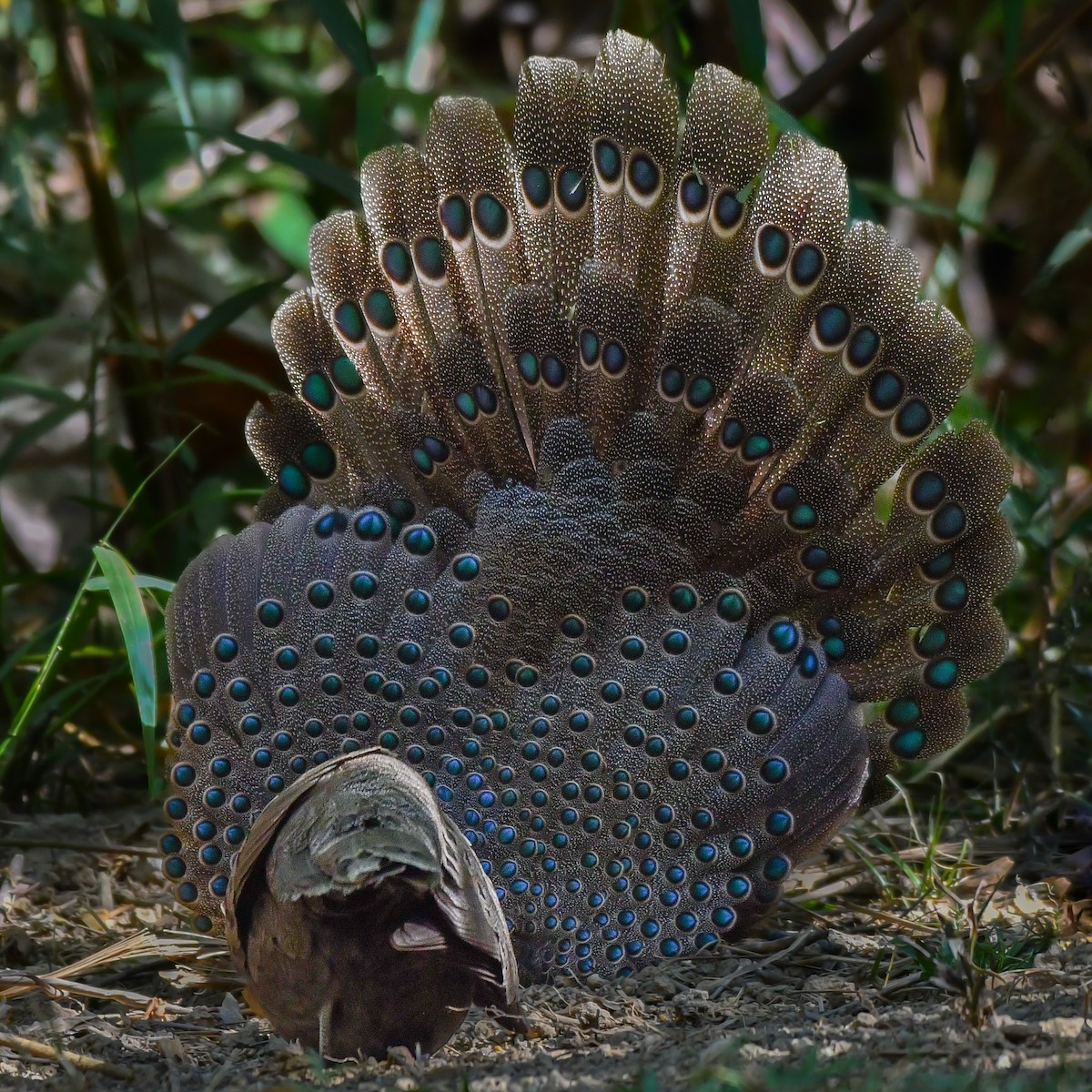 Germain's Peacock-Pheasant - ML618658950