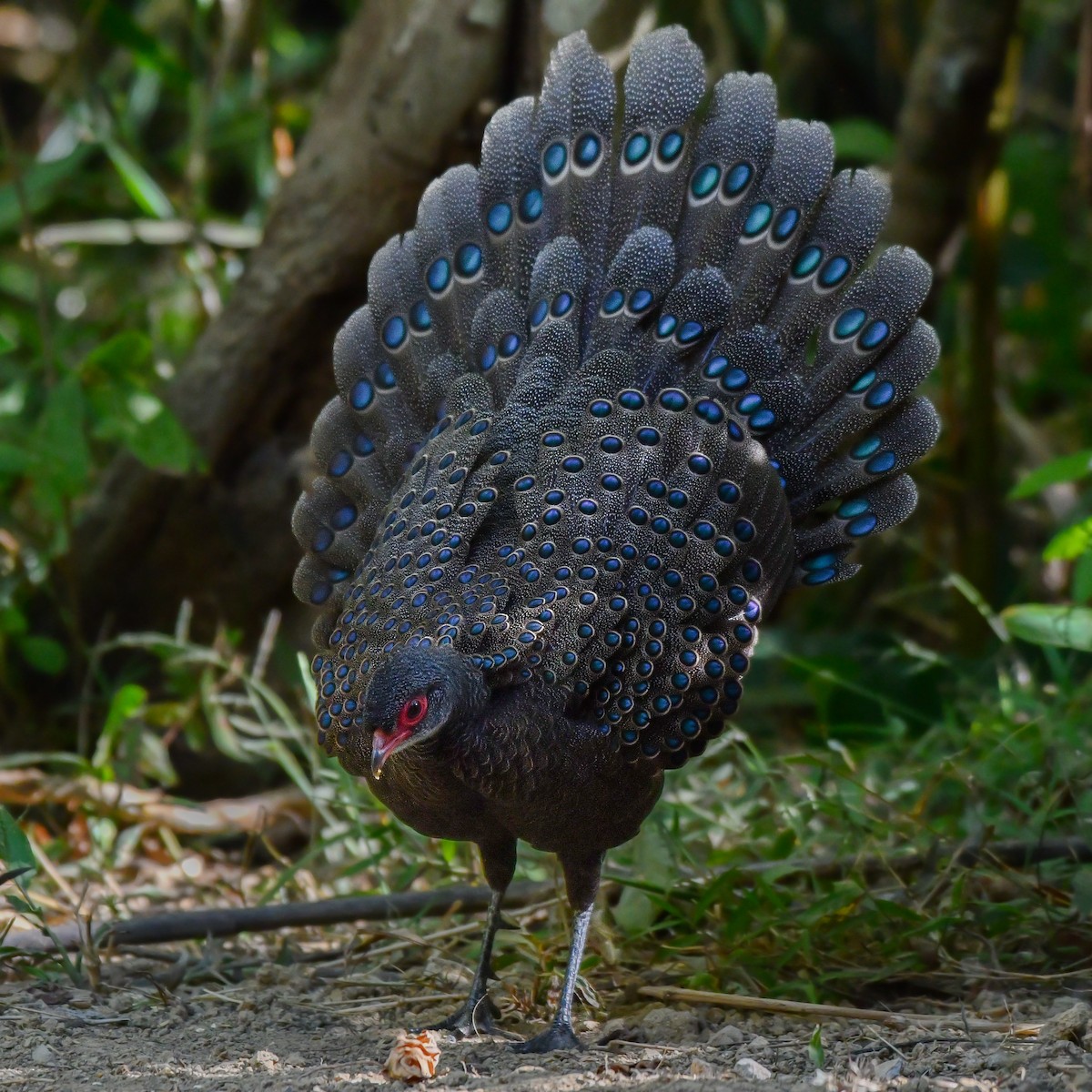 Germain's Peacock-Pheasant - ML618658952