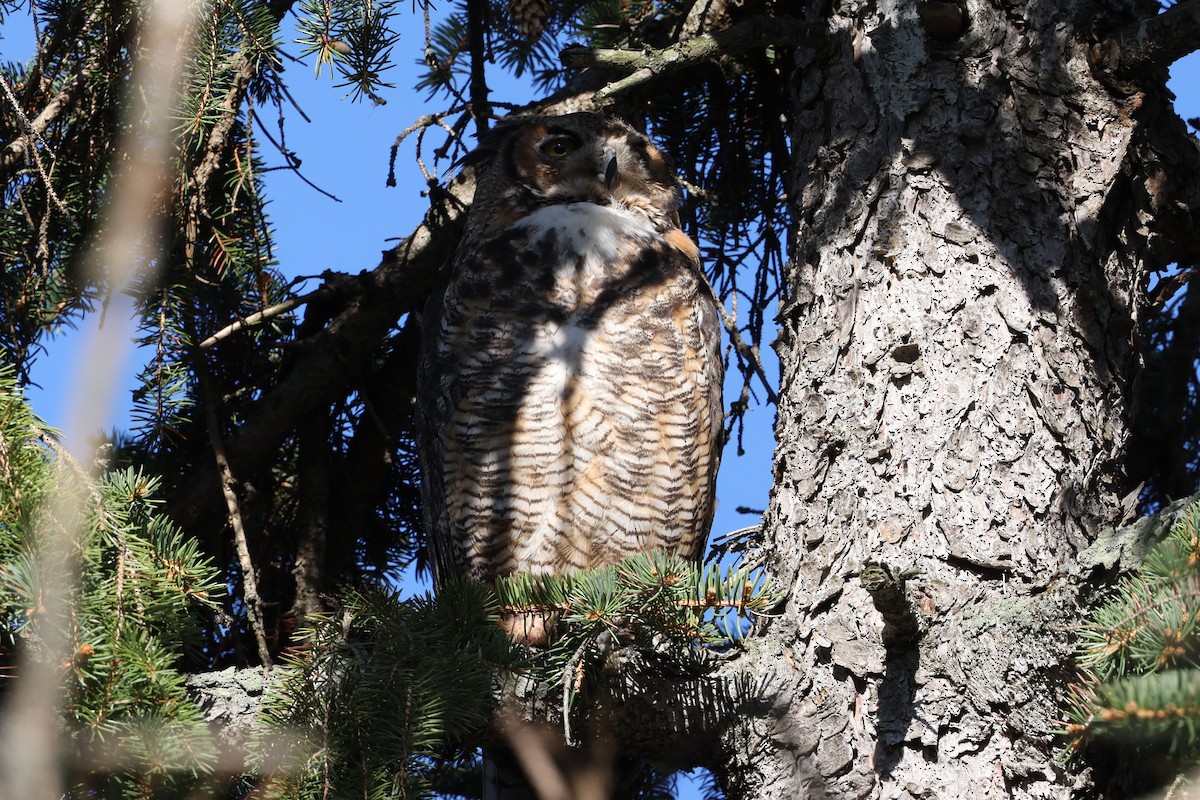 Great Horned Owl - ML618658963