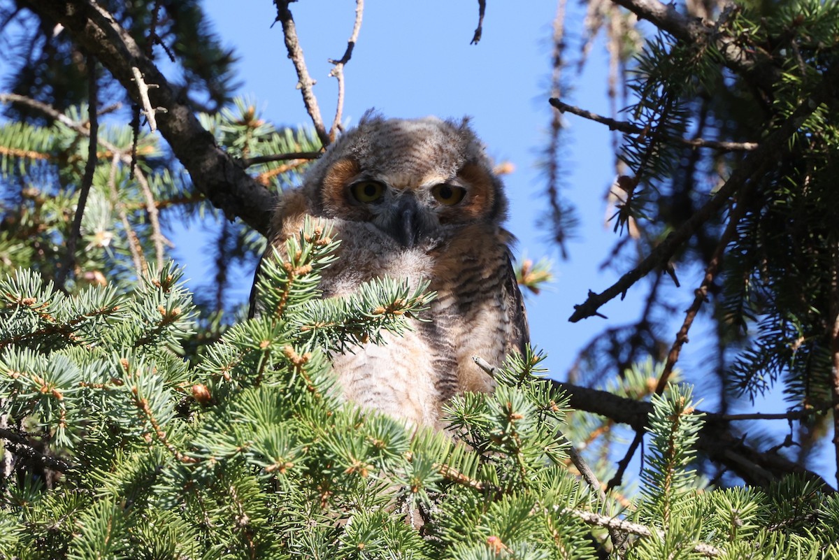 Great Horned Owl - ML618658979