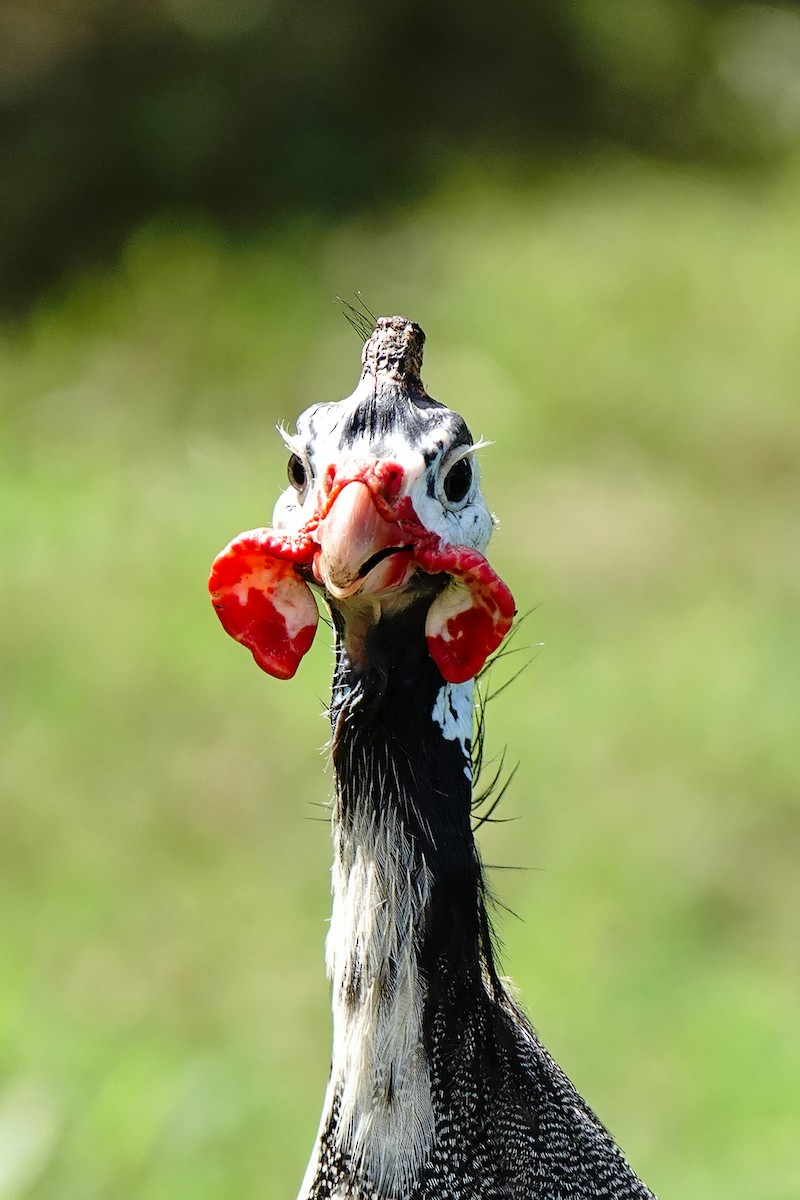 Helmeted Guineafowl (Domestic type) - ML618659012