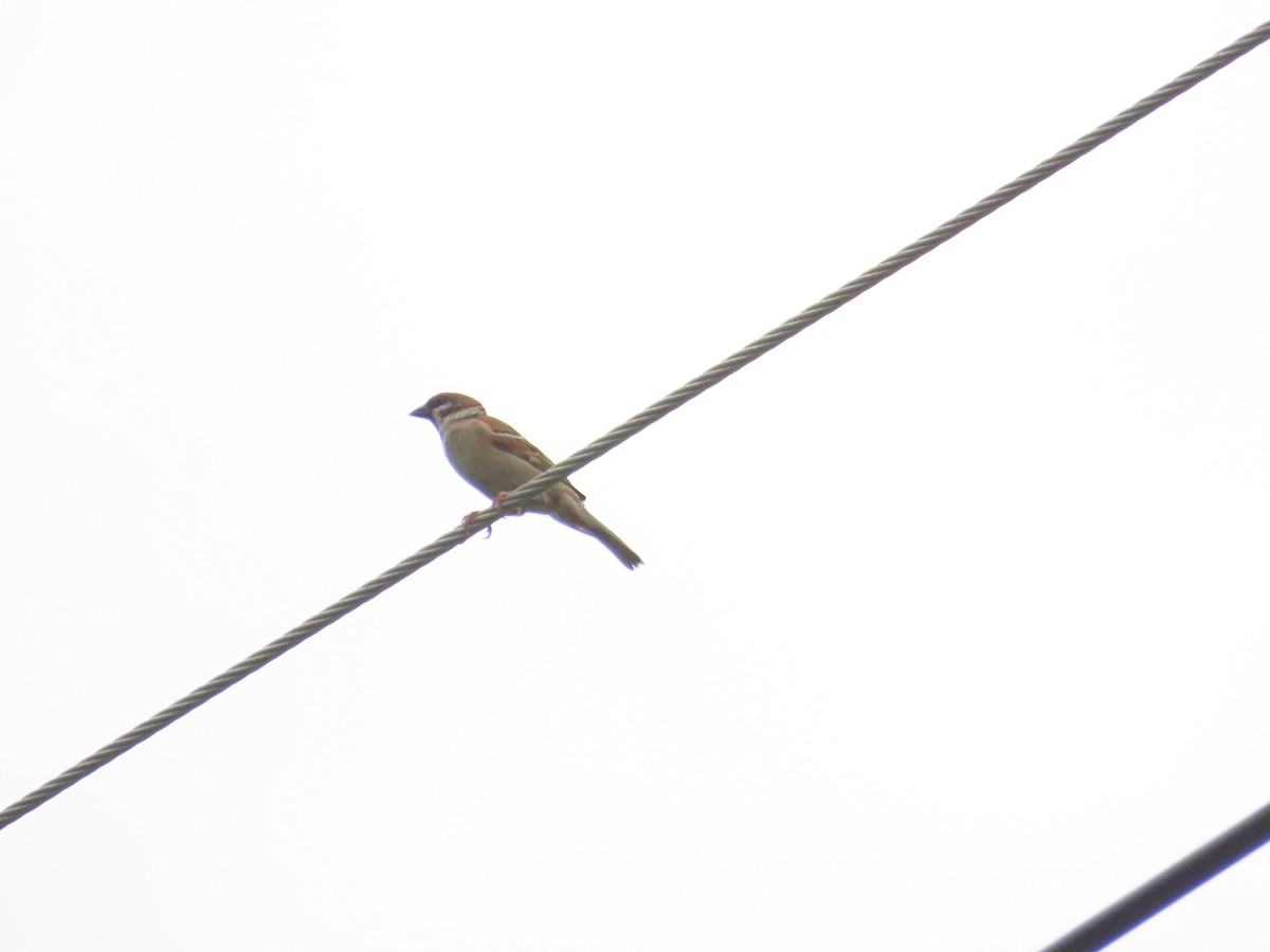 Eurasian Tree Sparrow - ML618659017