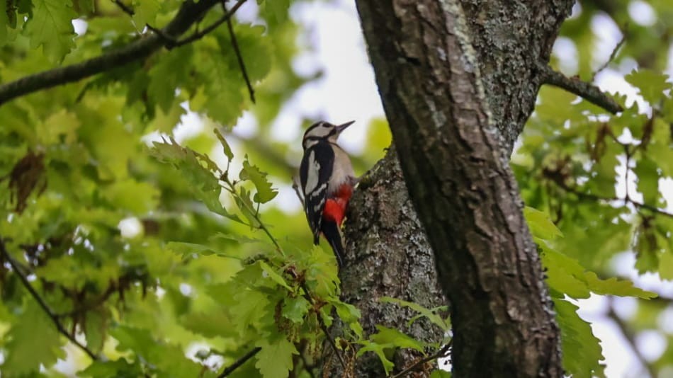 Great Spotted Woodpecker - ML618659030