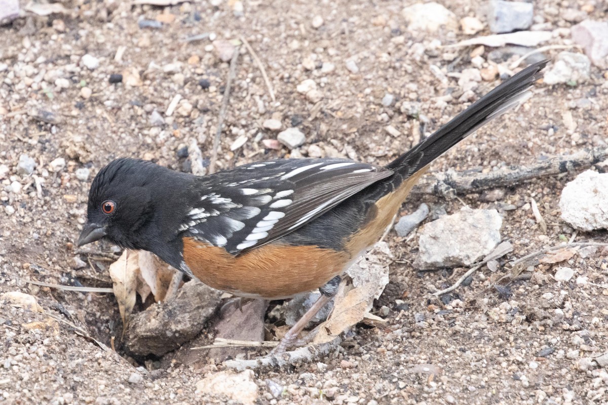 Spotted Towhee - ML618659084