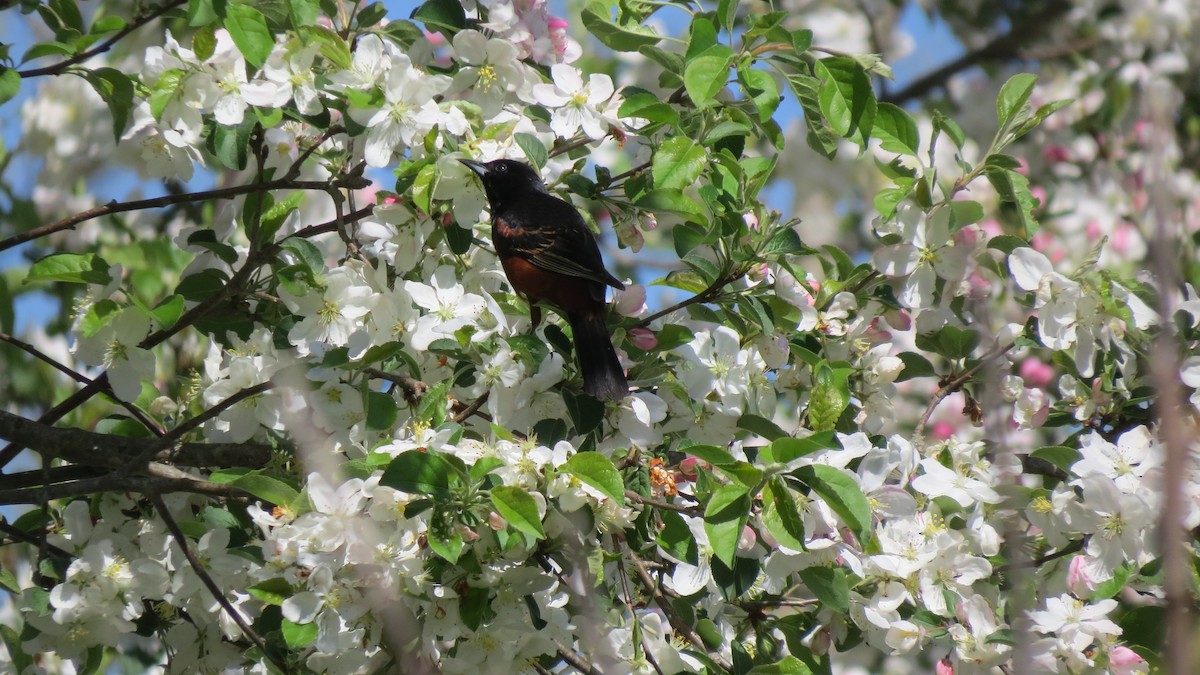 Orchard Oriole - ML618659093