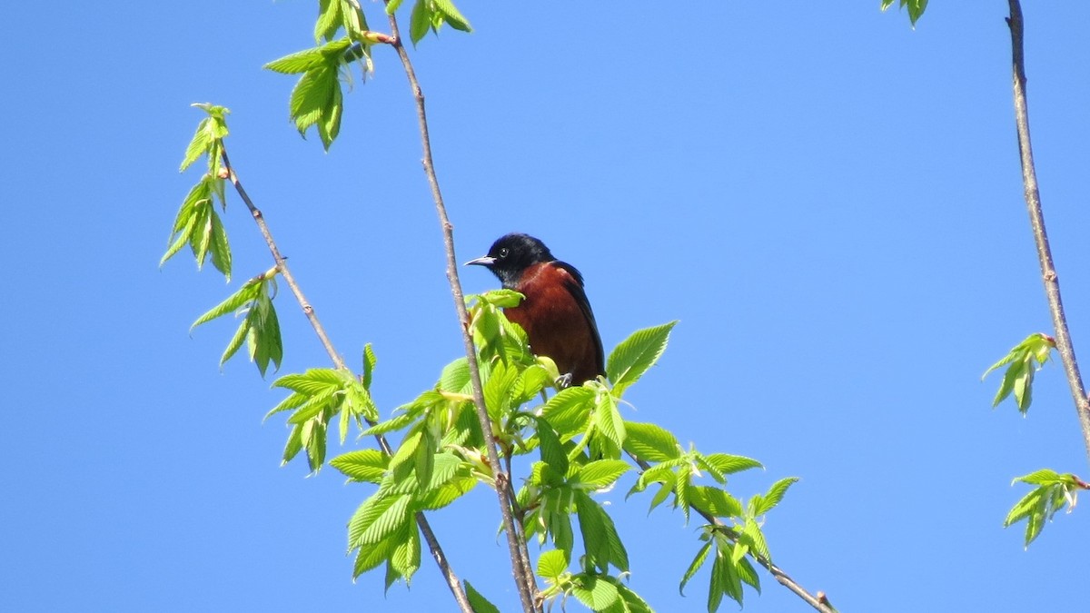 Orchard Oriole - ML618659109