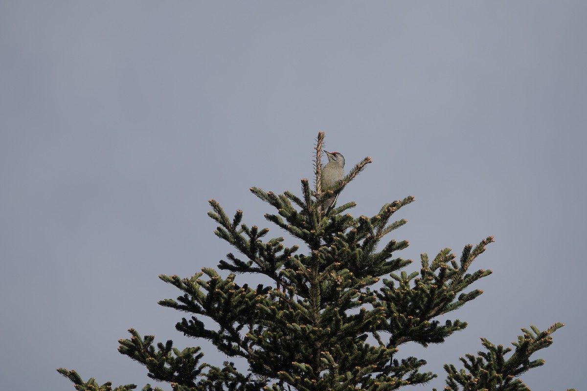 Gray-headed Woodpecker - ML618659110