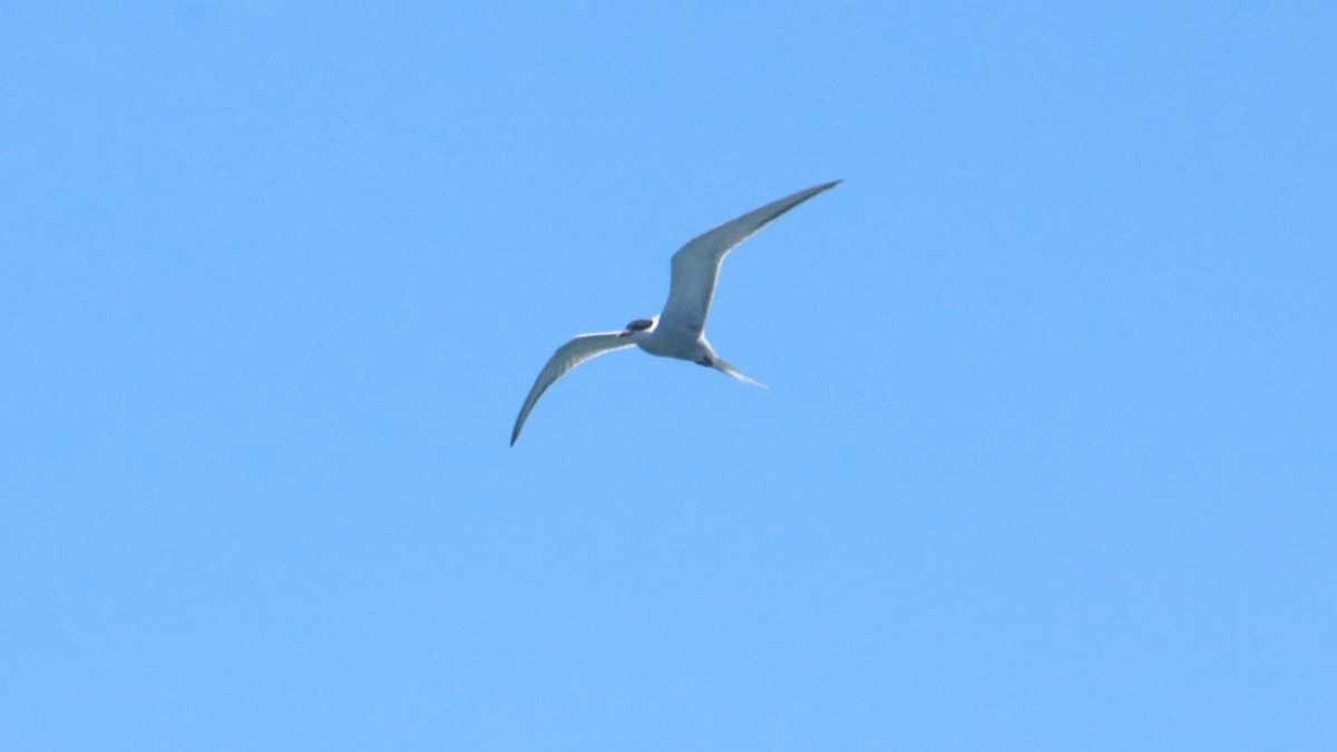 Common Tern - ML618659197