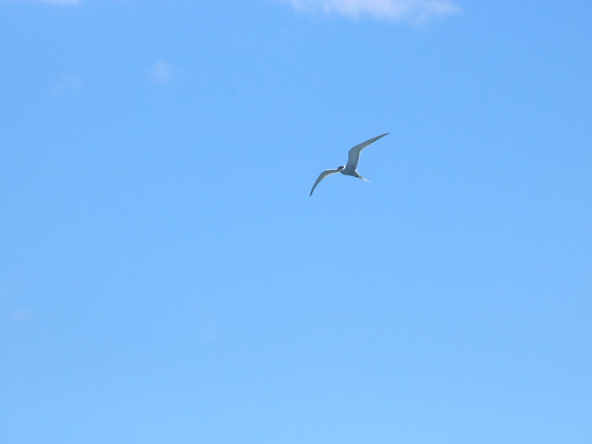 Common Tern - John Loch