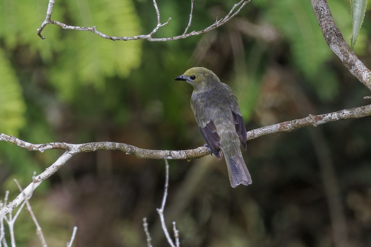 Palm Tanager - ML618659234