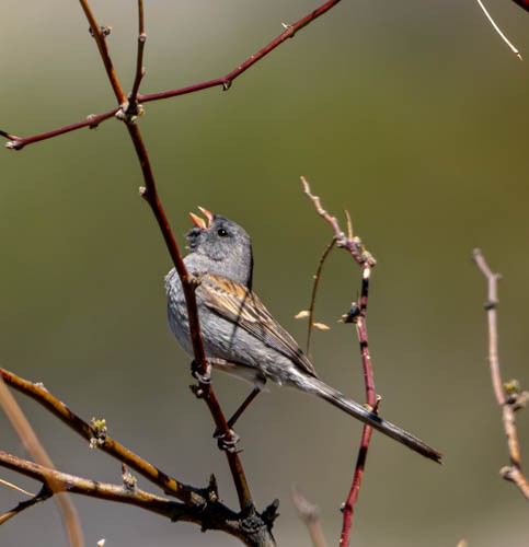 Black-chinned Sparrow - ML618659297