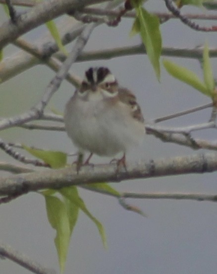 Clay-colored Sparrow - ML618659326