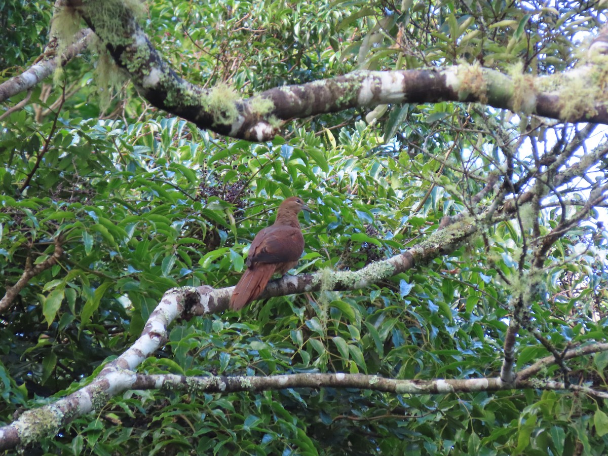 Brown Cuckoo-Dove - ML618659343