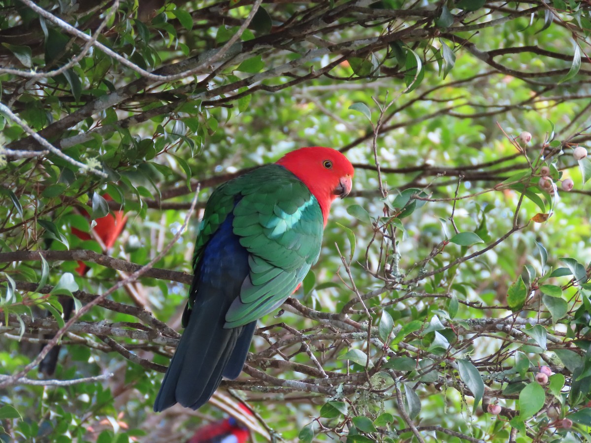 Australian King-Parrot - ML618659358