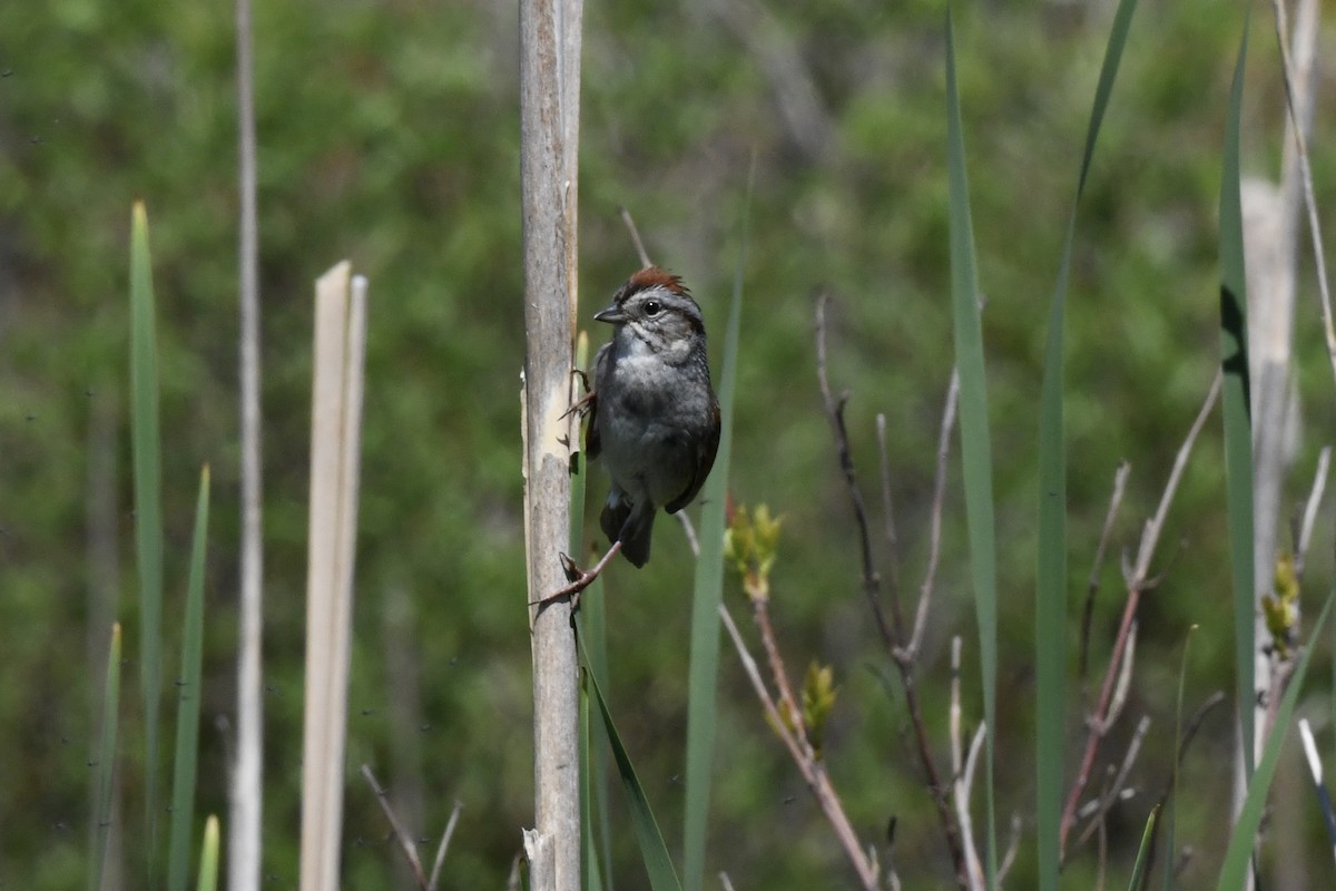 Swamp Sparrow - ML618659391