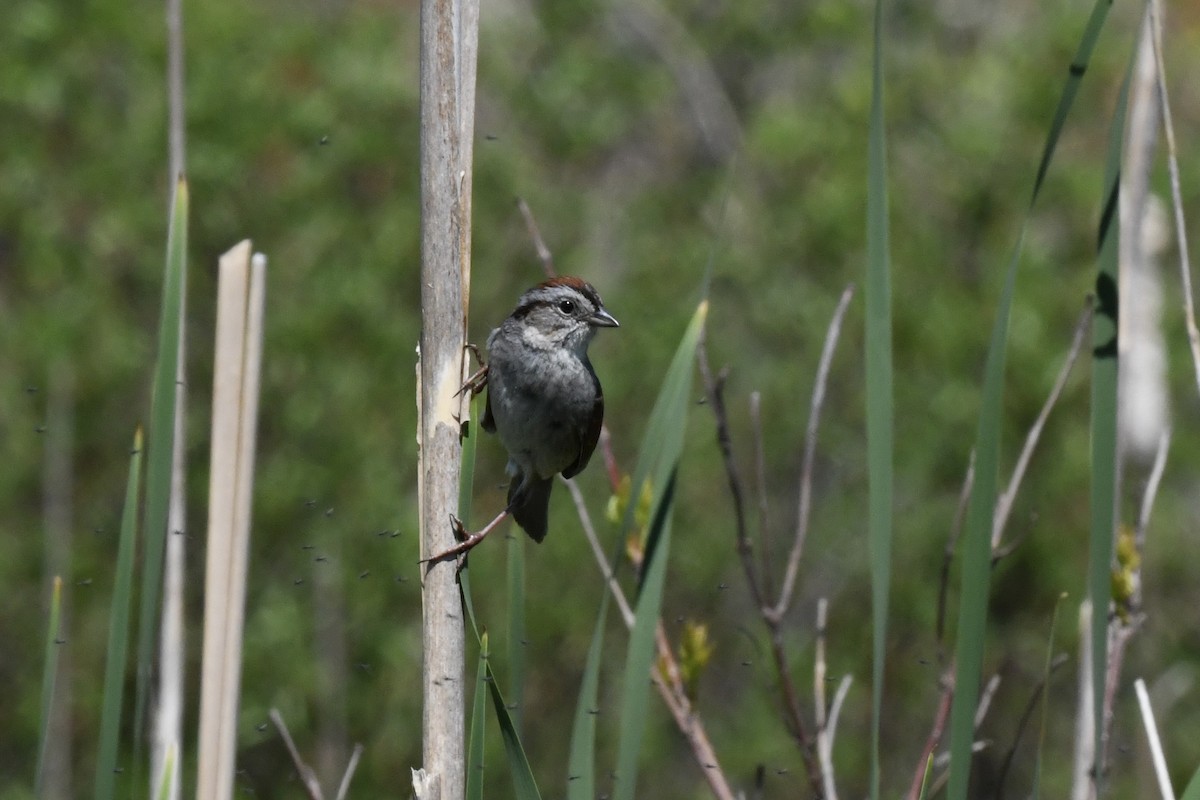Swamp Sparrow - ML618659393
