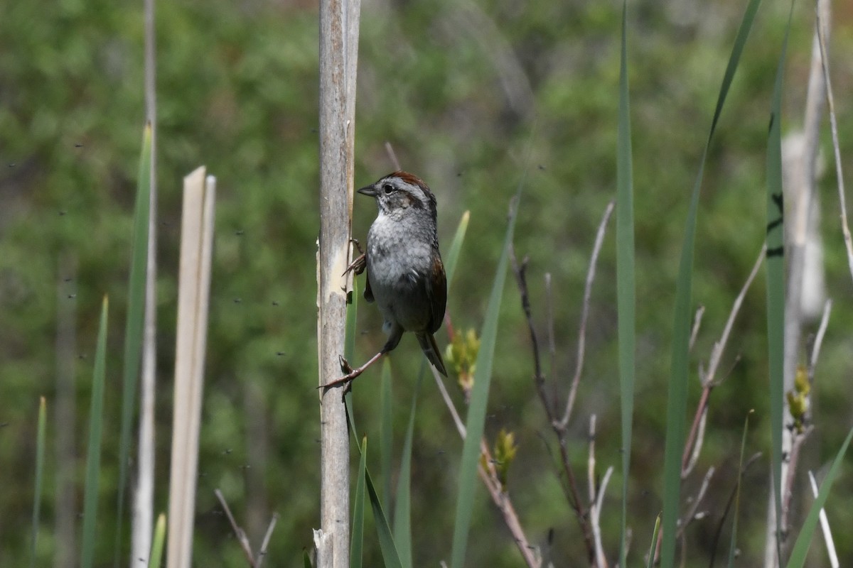 Swamp Sparrow - ML618659395