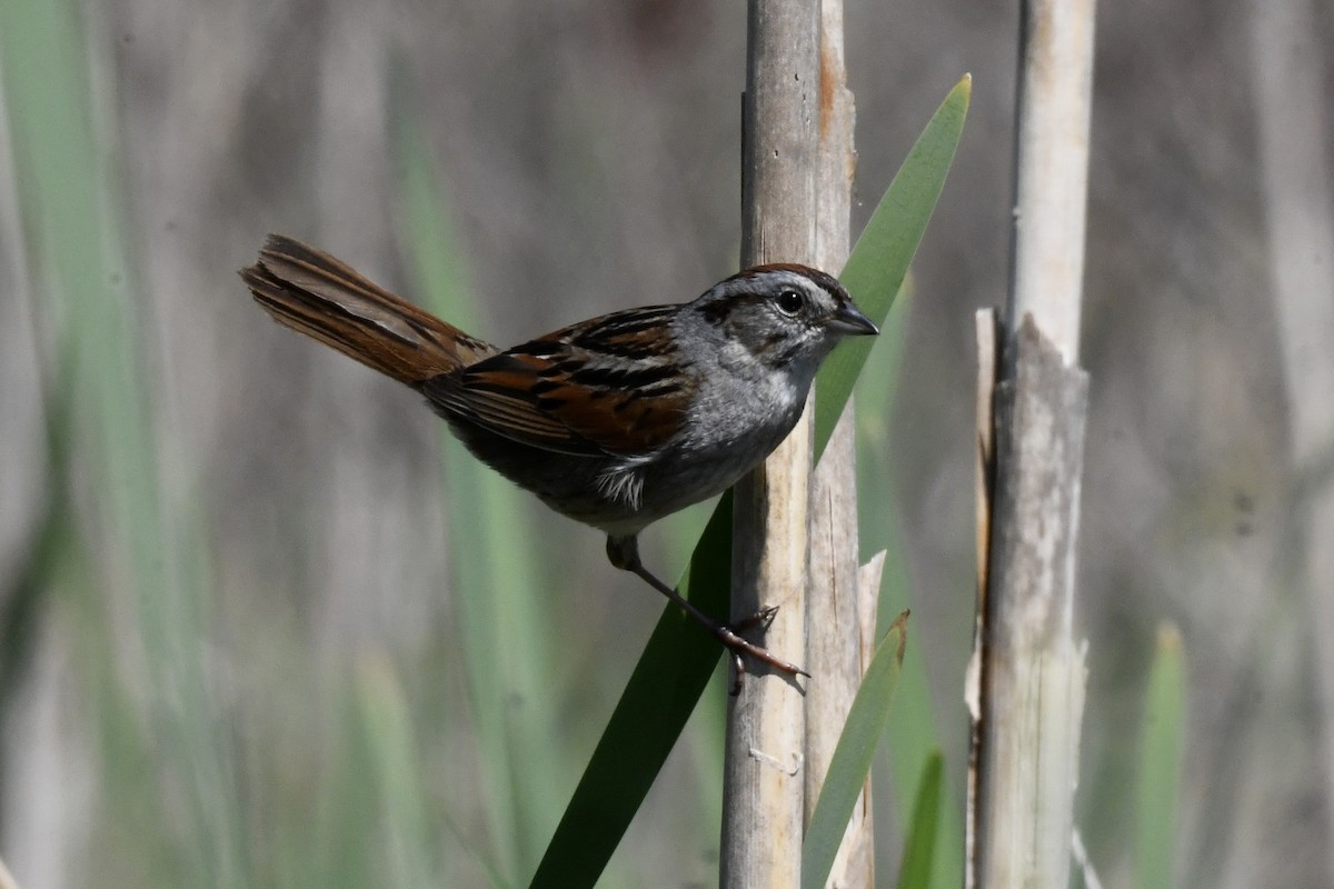 Swamp Sparrow - ML618659399