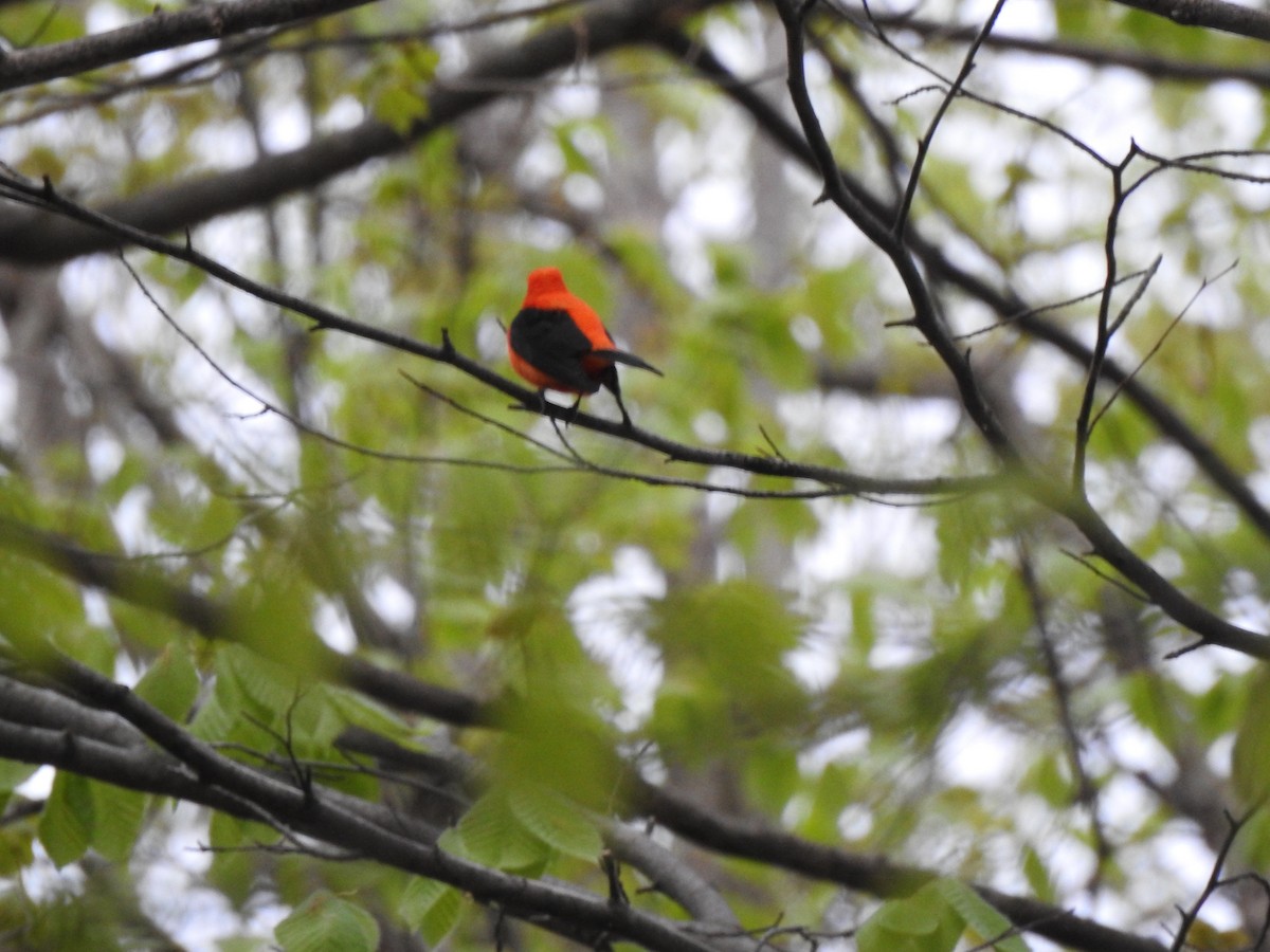 Scarlet Tanager - ML618659410