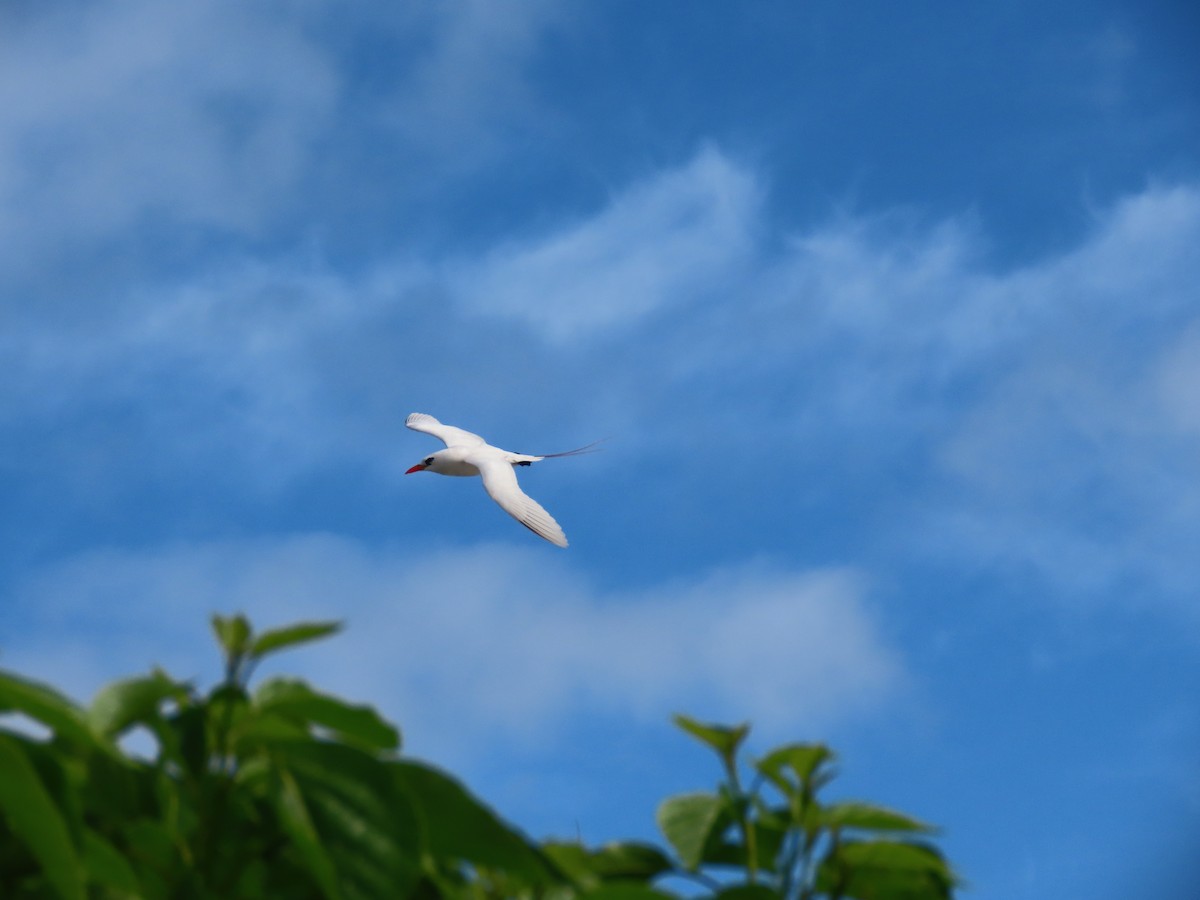 Red-tailed Tropicbird - ML618659419