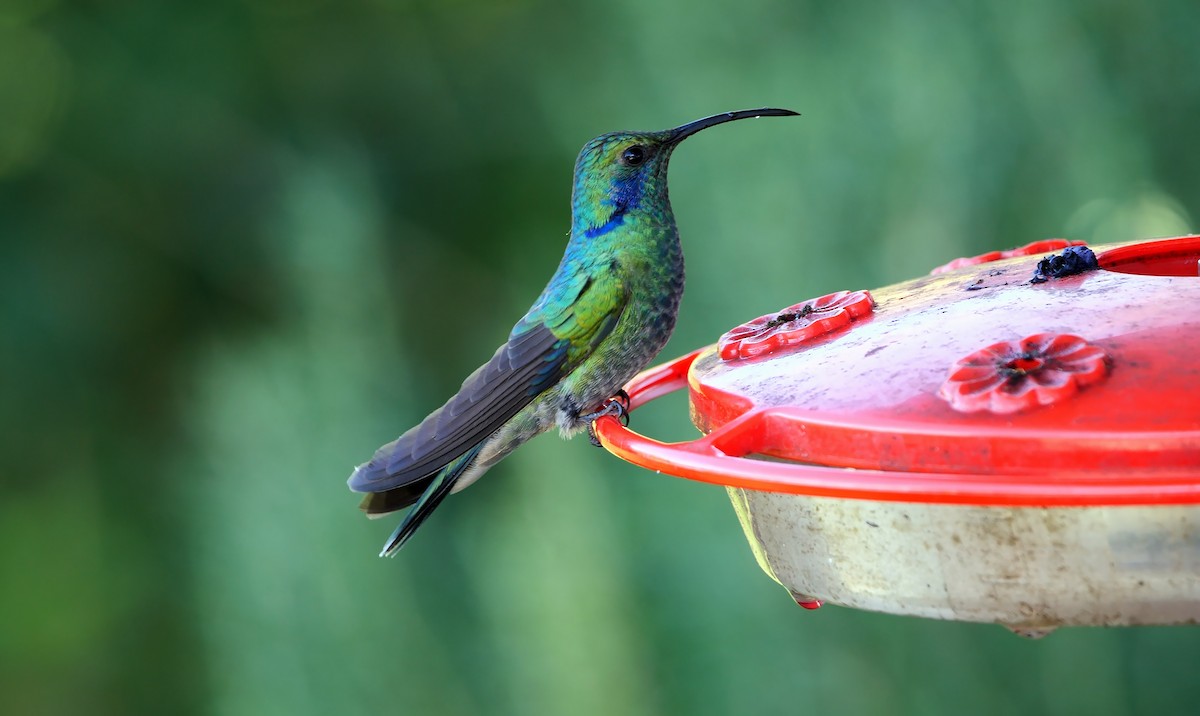 kolibřík modrouchý - ML618659433