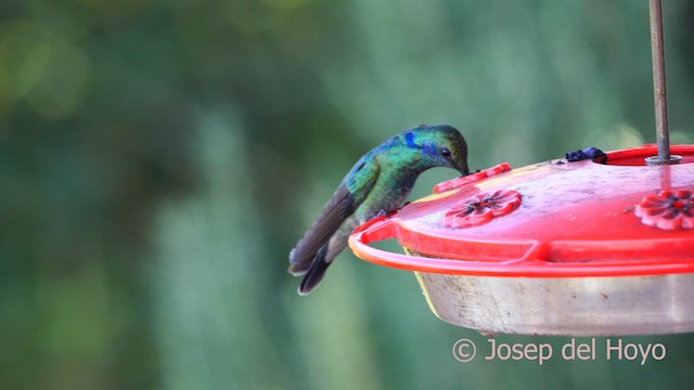kolibřík modrouchý - ML618659439