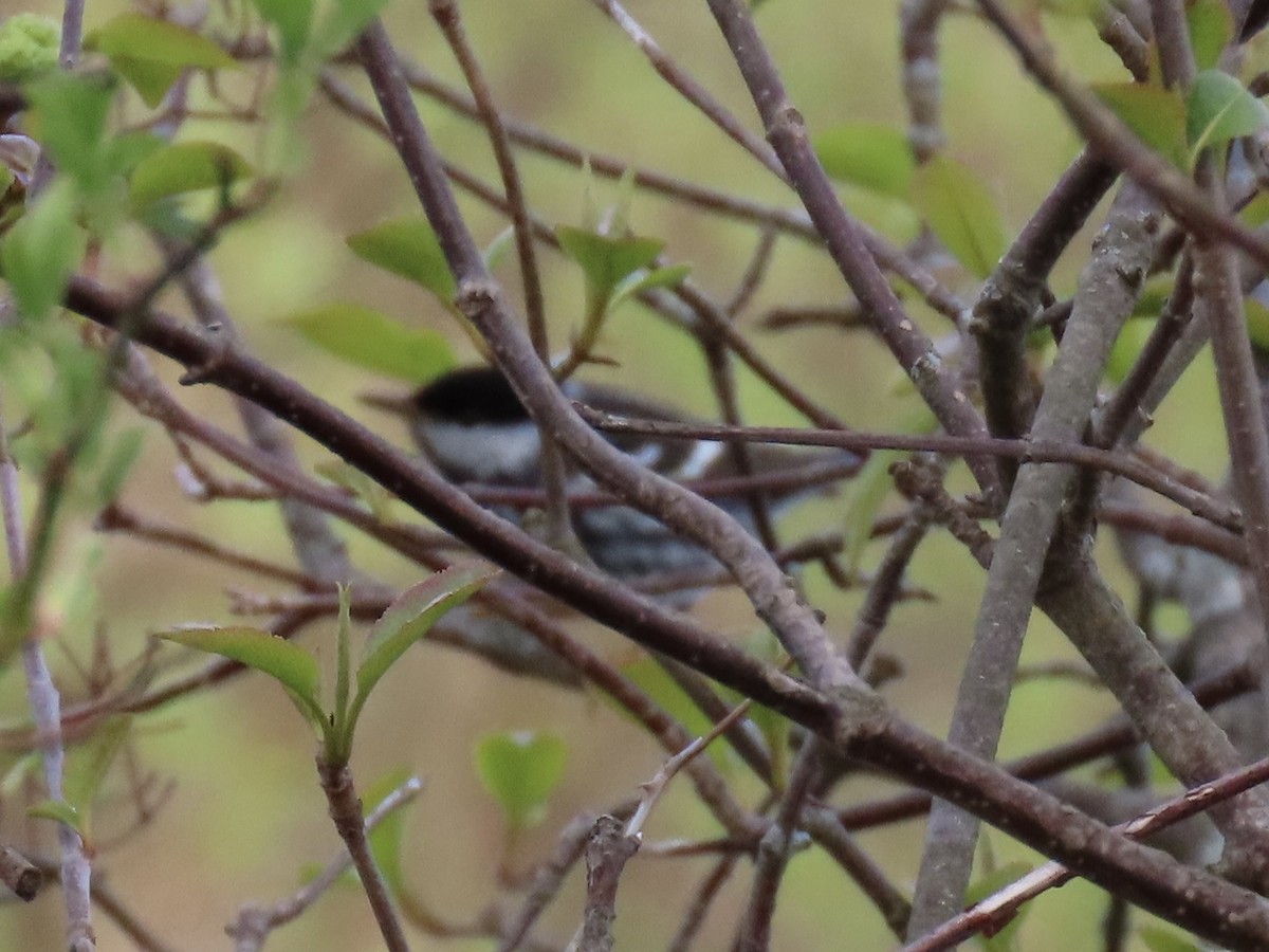 Blackpoll Warbler - Tova Mellen