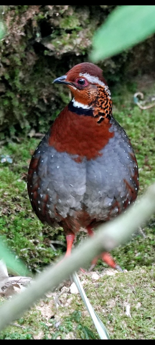 Chestnut-breasted Partridge - ML618659457