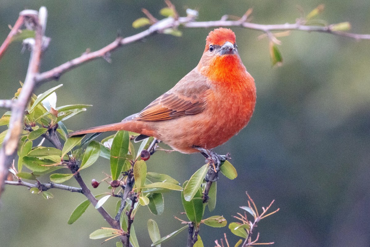 Hepatic Tanager - ML618659476