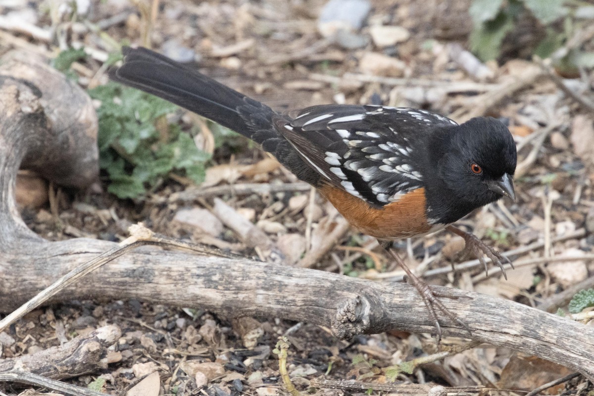 Spotted Towhee - ML618659493