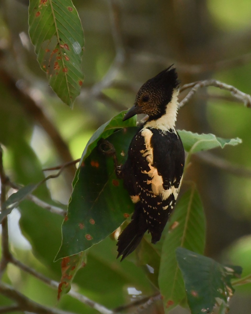 Black-and-buff Woodpecker - ML618659497