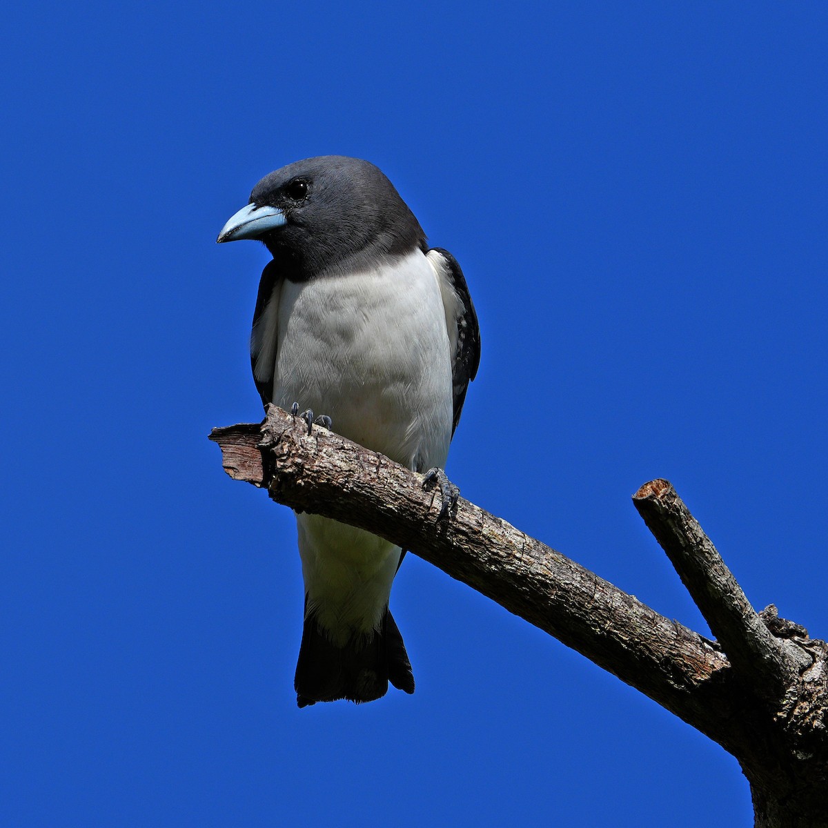White-breasted Woodswallow - ML618659525