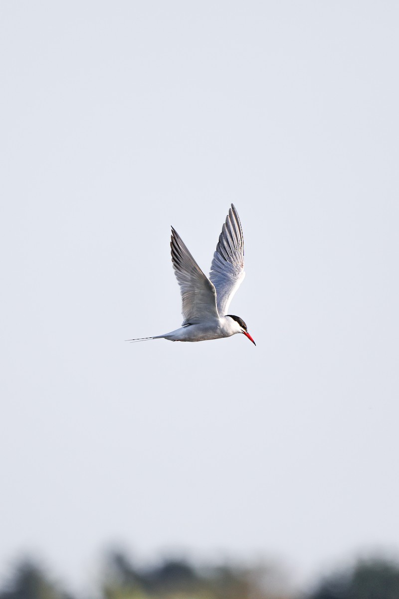 Common Tern - ML618659541