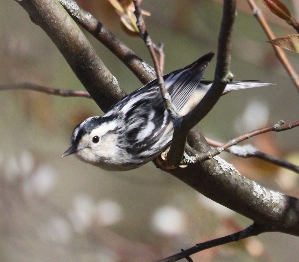 Black-and-white Warbler - ML618659596