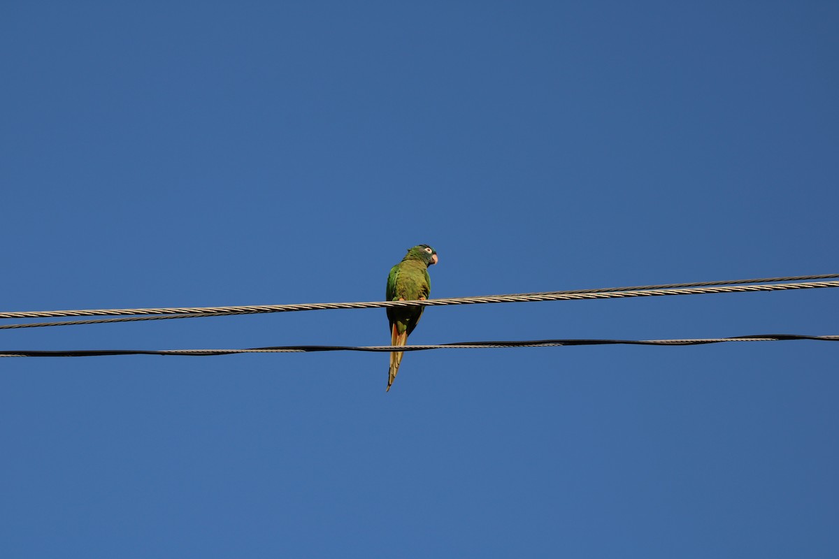 Blue-crowned Parakeet - ML618659641