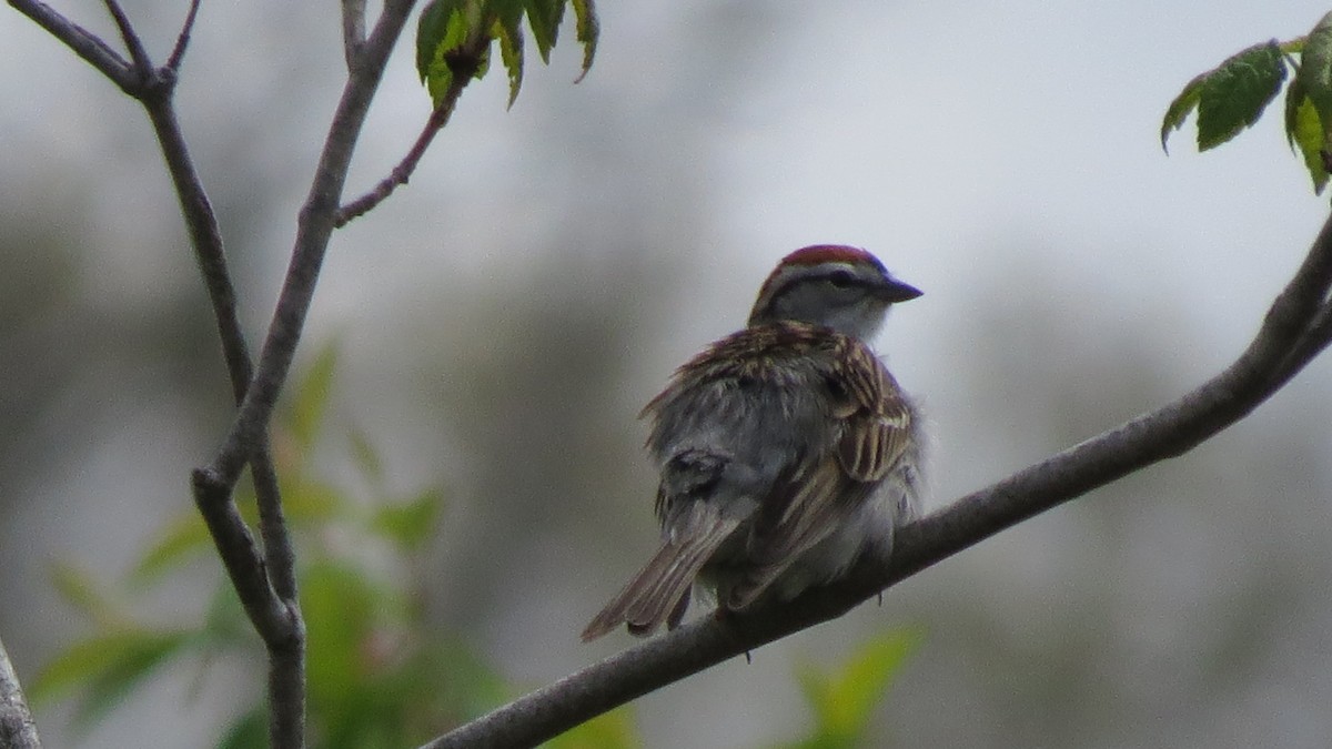 Chipping Sparrow - ML618659664
