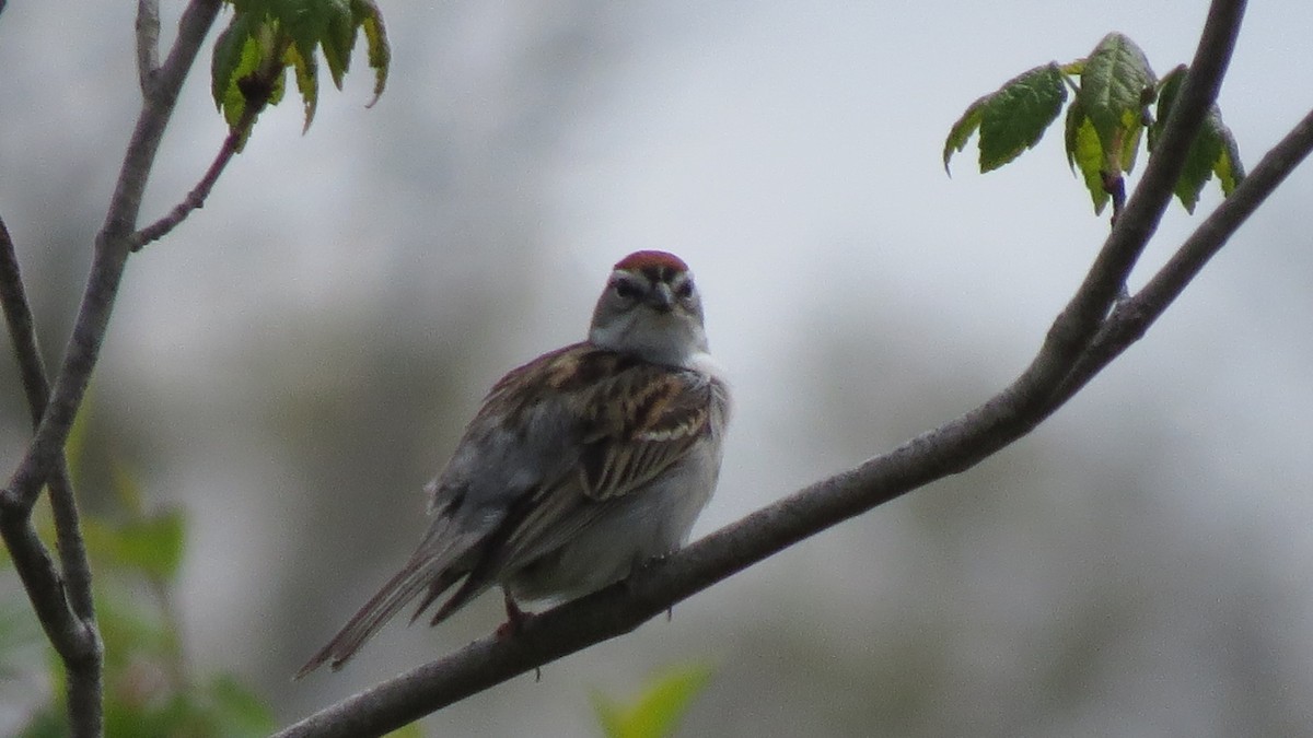 Chipping Sparrow - ML618659693