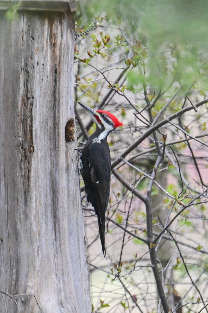Pileated Woodpecker - ML618659743