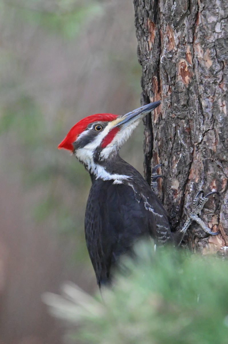Pileated Woodpecker - ML618659744