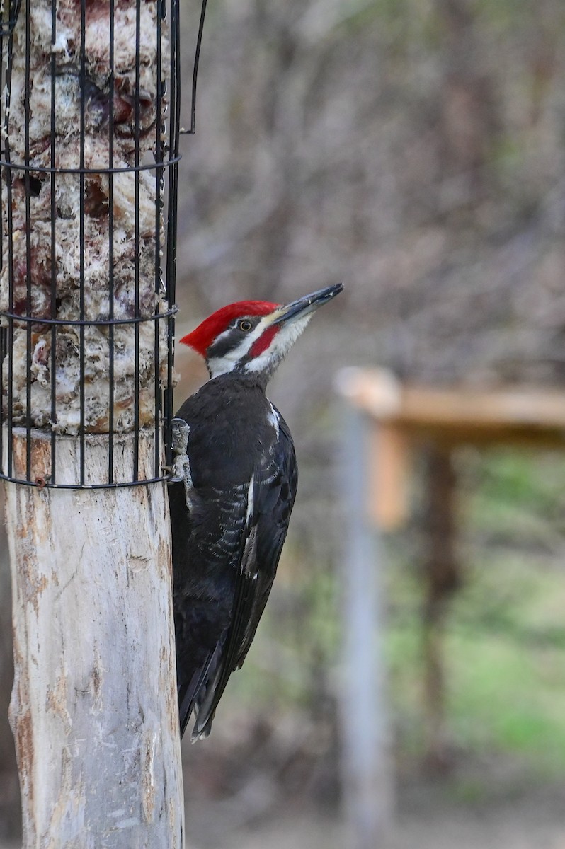 Pileated Woodpecker - ML618659745