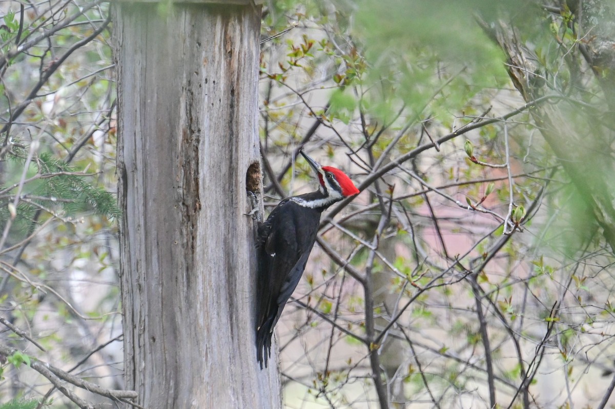 Pileated Woodpecker - ML618659746