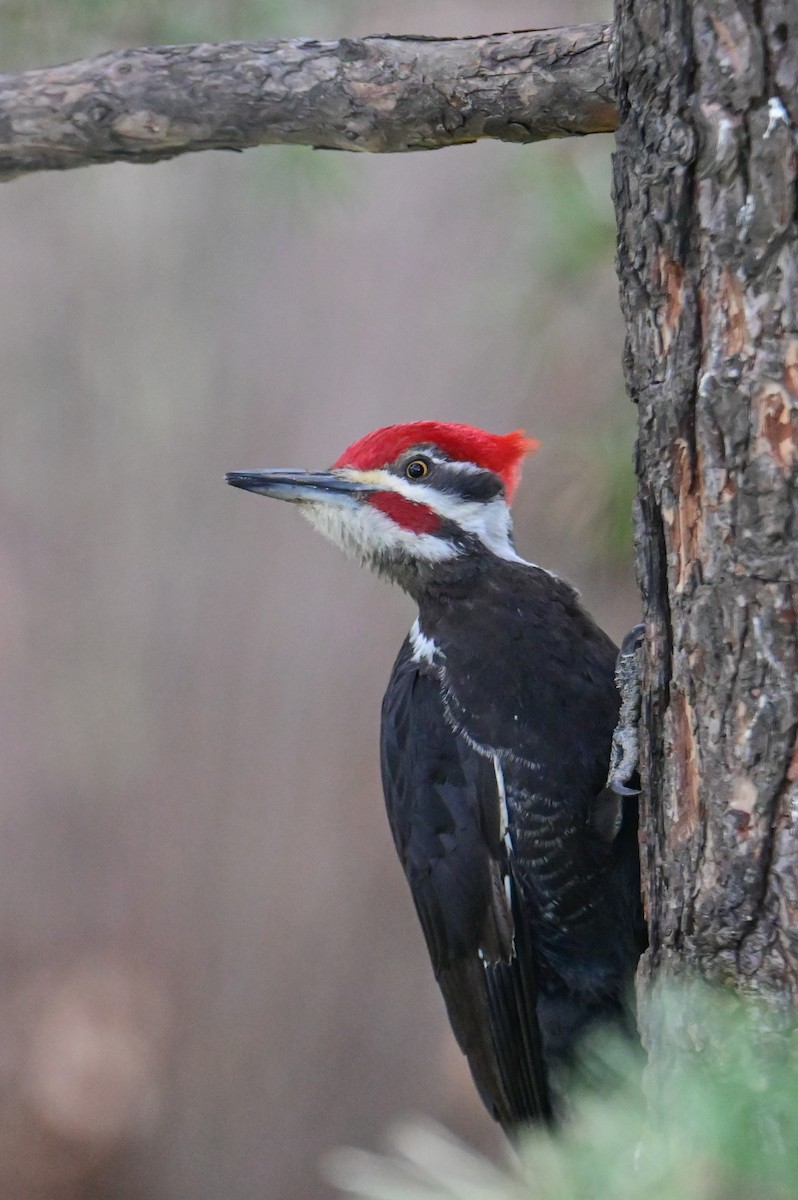 Pileated Woodpecker - ML618659747