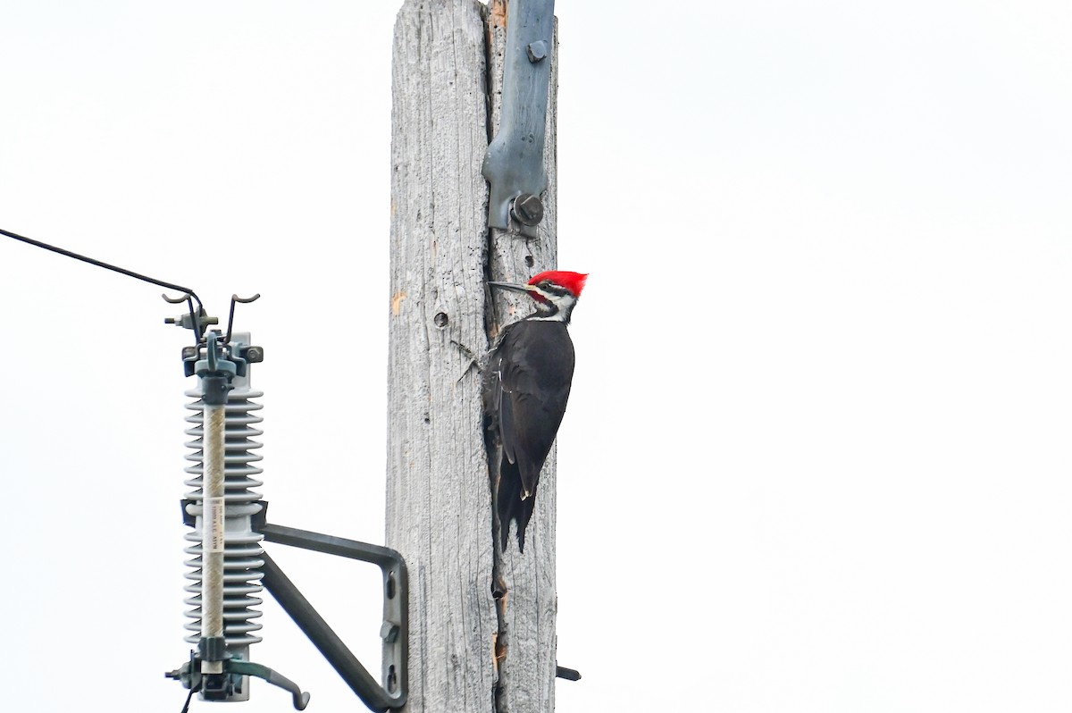 Pileated Woodpecker - ML618659748